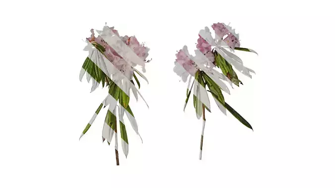 Anydrafts Rhododendron lapponicum Atlas 04