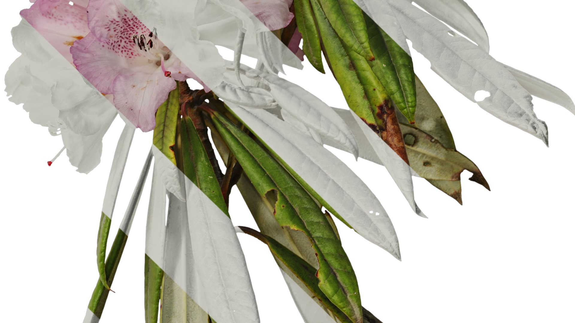 Anydrafts Rhododendron lapponicum Atlas 04 Texture_4