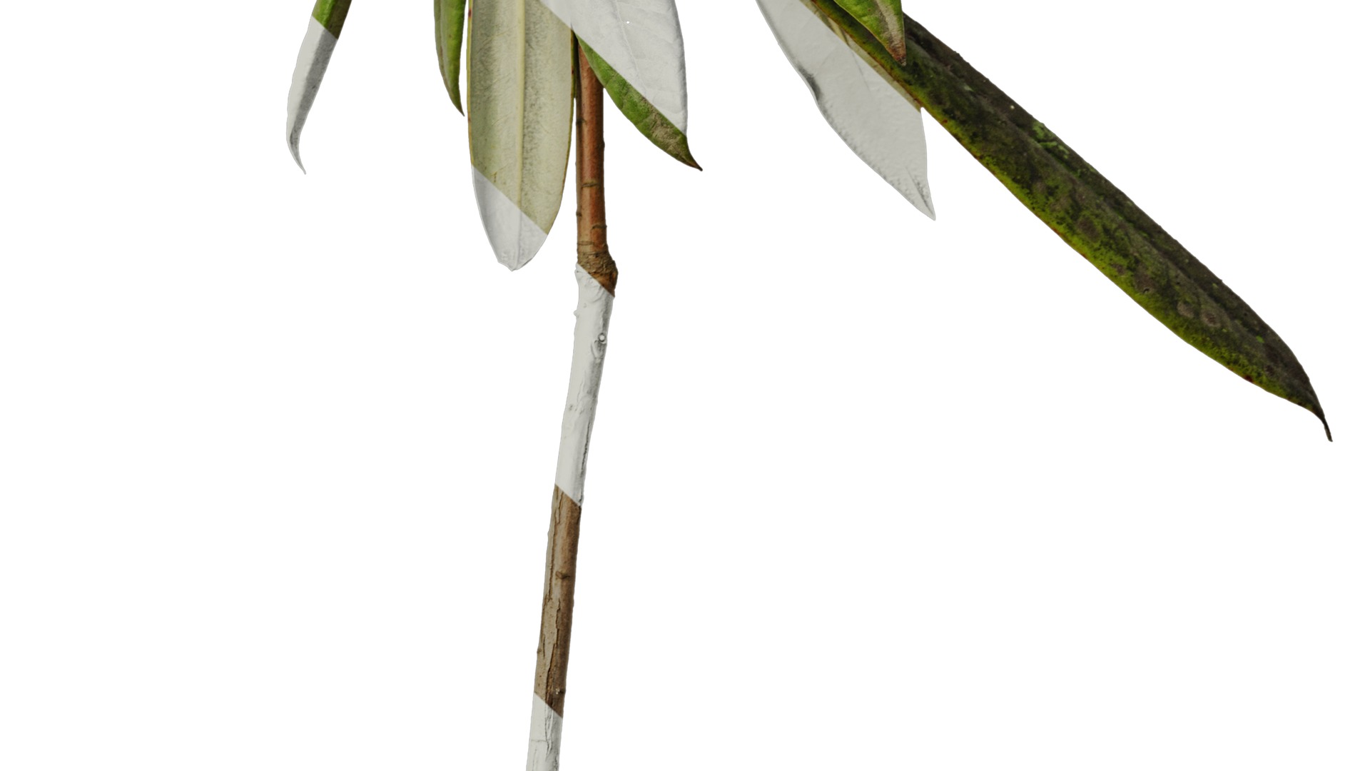 Anydrafts Rhododendron lapponicum Atlas 04 Texture_6