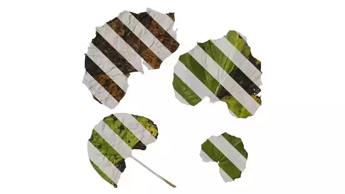 Anydrafts Farfugium japonicum Leaf 04