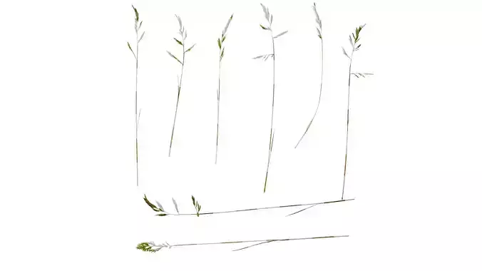 Anydrafts Festuca glauca Atlas 05