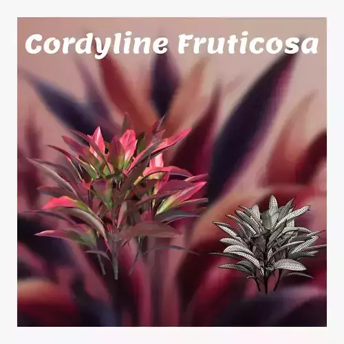 Cordyline Fruticosa Low-poly 3D model