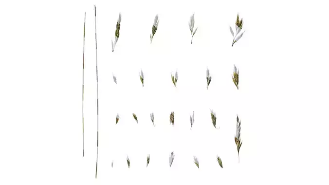 Anydrafts Festuca glauca Flower 01