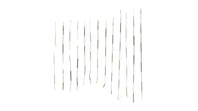 Anydrafts Festuca glauca Leaf 01 Texture