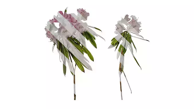 Anydrafts Rhododendron lapponicum Atlas 05