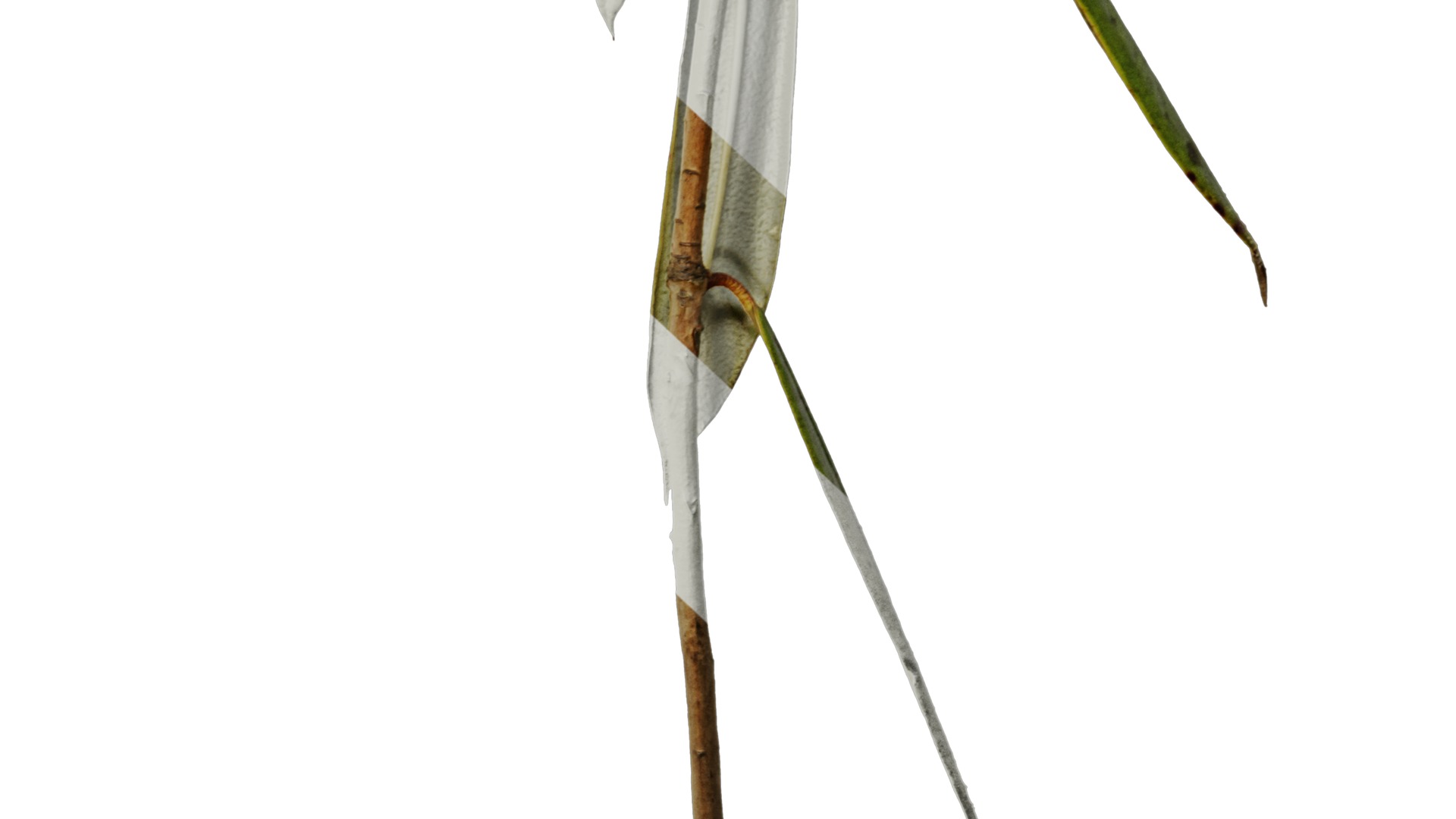 Anydrafts Rhododendron lapponicum Atlas 05 Texture_6