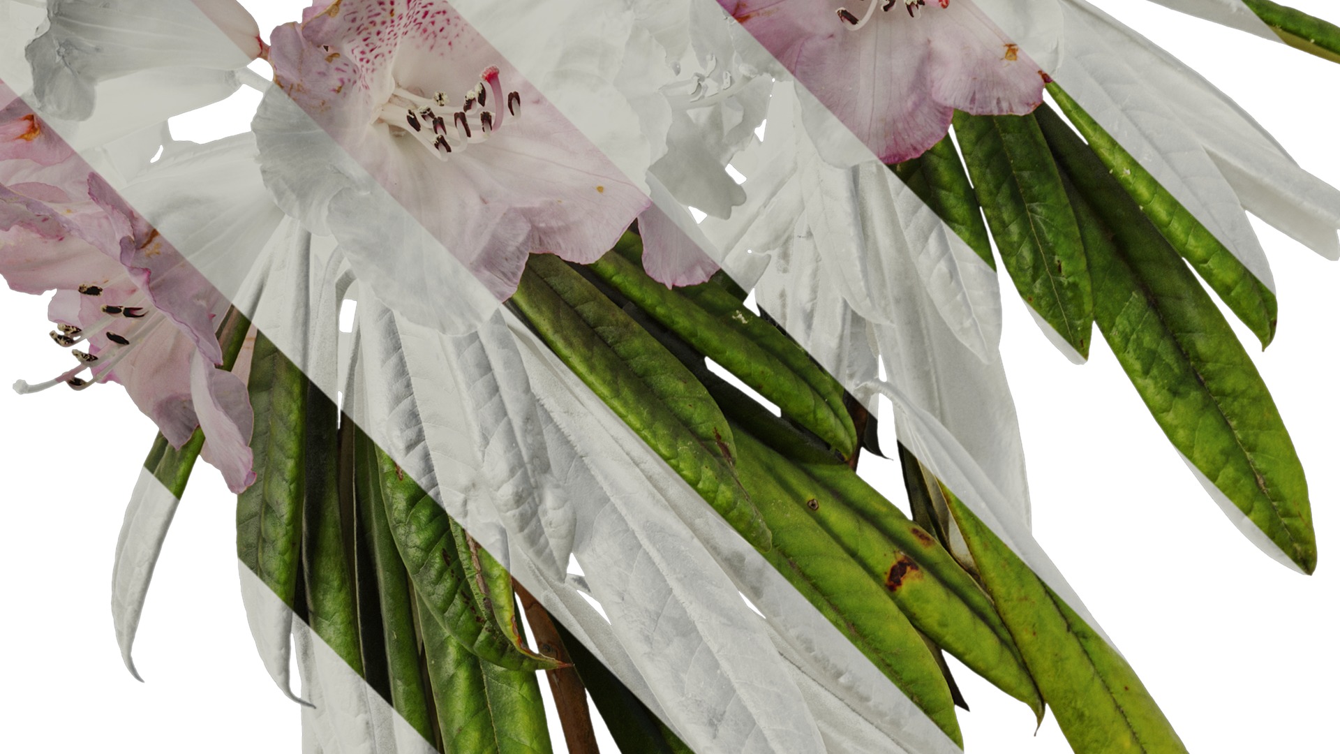 Anydrafts Rhododendron lapponicum Atlas 05 Texture_3