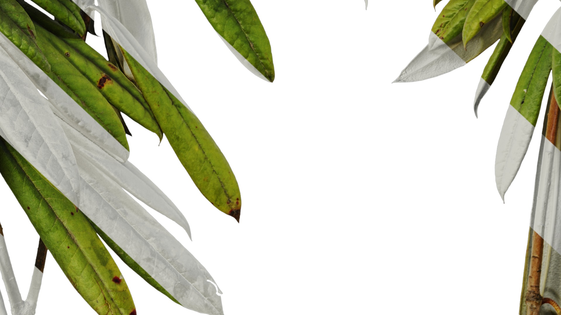 Anydrafts Rhododendron lapponicum Atlas 05 Texture_7