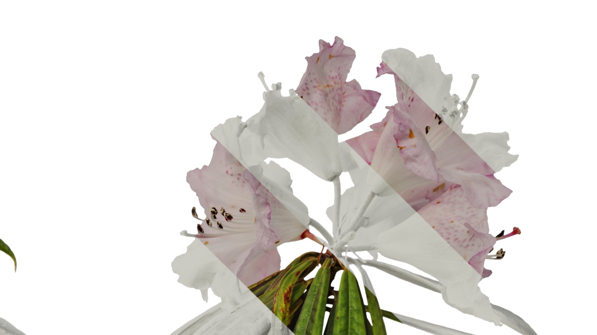 Anydrafts Rhododendron lapponicum Atlas 05 Texture_2