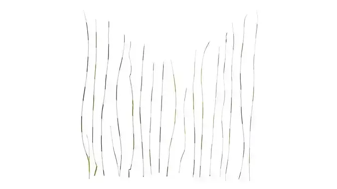 Anydrafts Festuca glauca Leaf 02