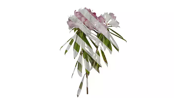 Anydrafts Rhododendron lapponicum Atlas 06