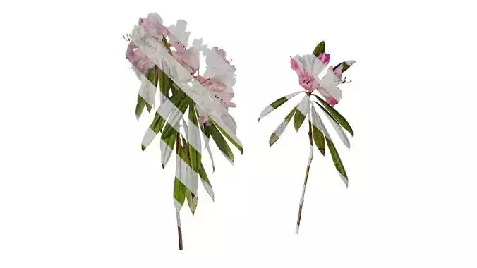 Anydrafts Rhododendron lapponicum Atlas 07