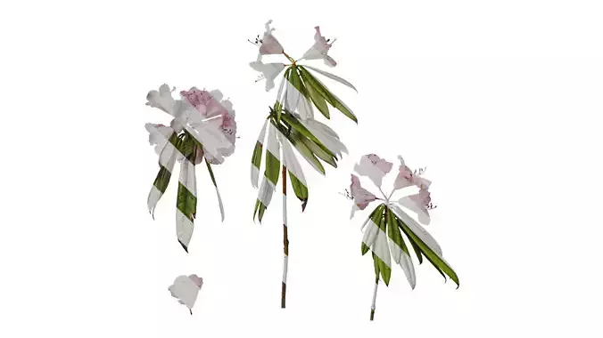 Anydrafts Rhododendron lapponicum Atlas 08