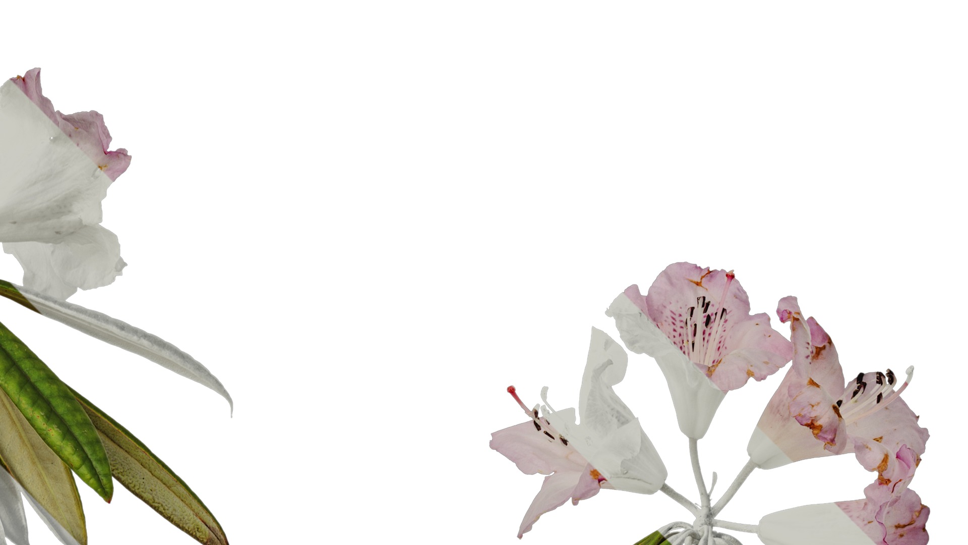 Anydrafts Rhododendron lapponicum Atlas 09 Texture_2