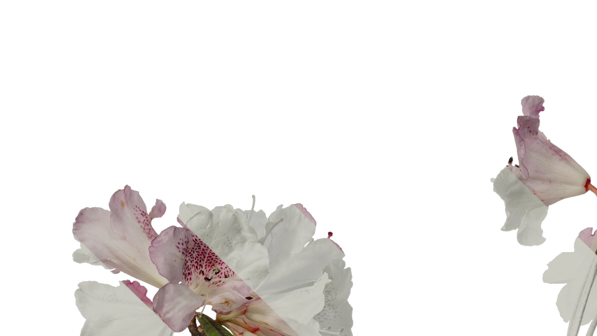 Anydrafts Rhododendron lapponicum Atlas 09 Texture_1