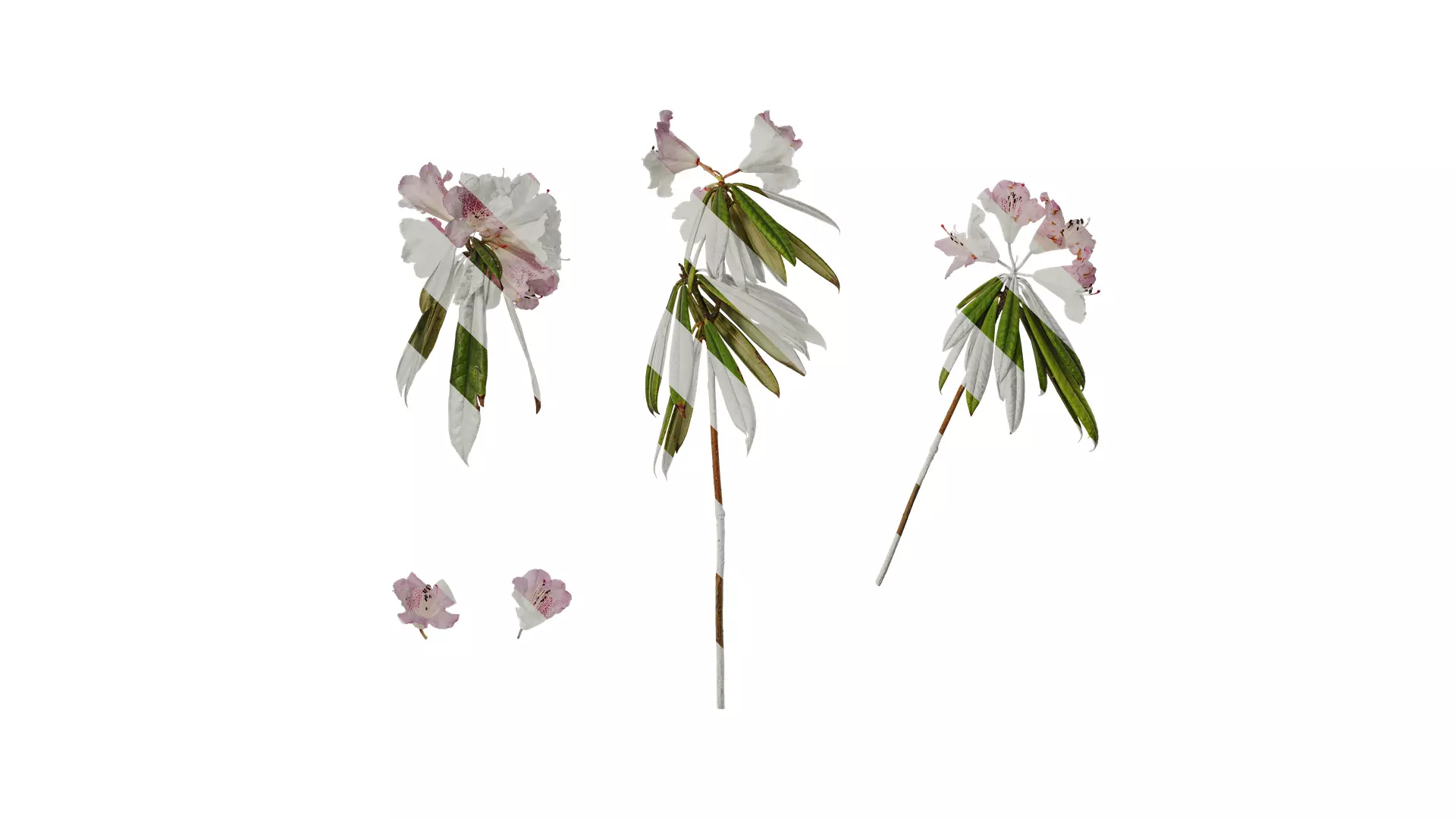 Anydrafts Rhododendron lapponicum Atlas 09 Texture_0