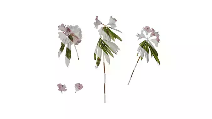 Anydrafts Rhododendron lapponicum Atlas 09