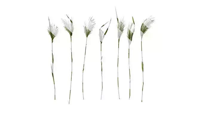 Anydrafts Fountain grass Atlas 02