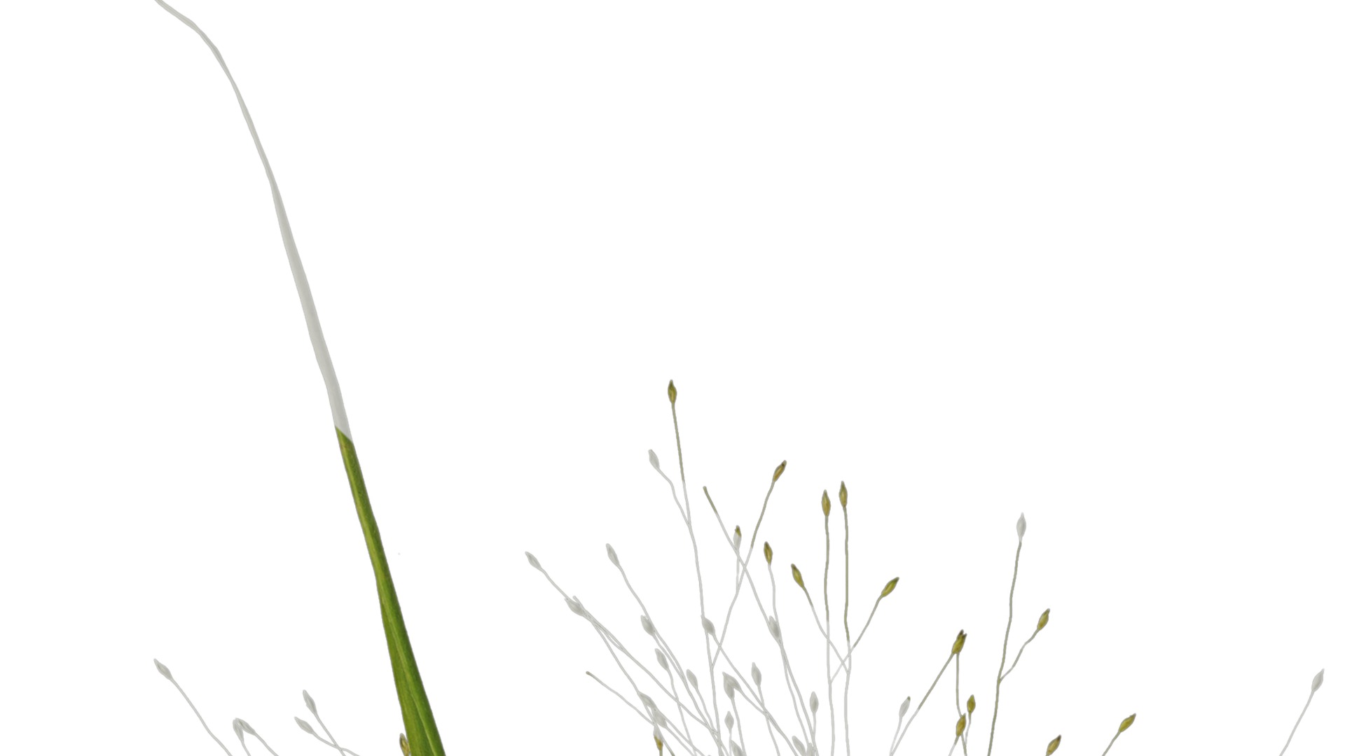 Anydrafts Fountain grass Atlas 03 Texture_1