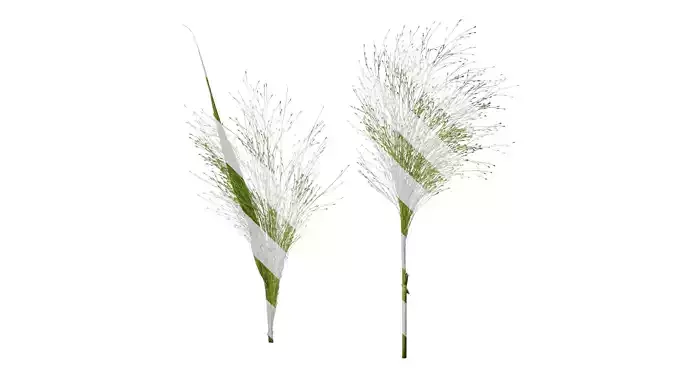 Anydrafts Fountain grass Atlas 03