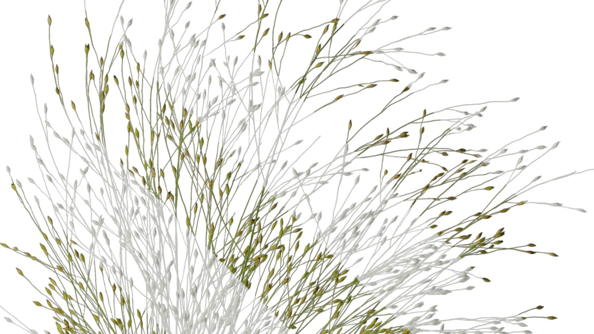 Anydrafts Fountain grass Atlas 03 Texture_2