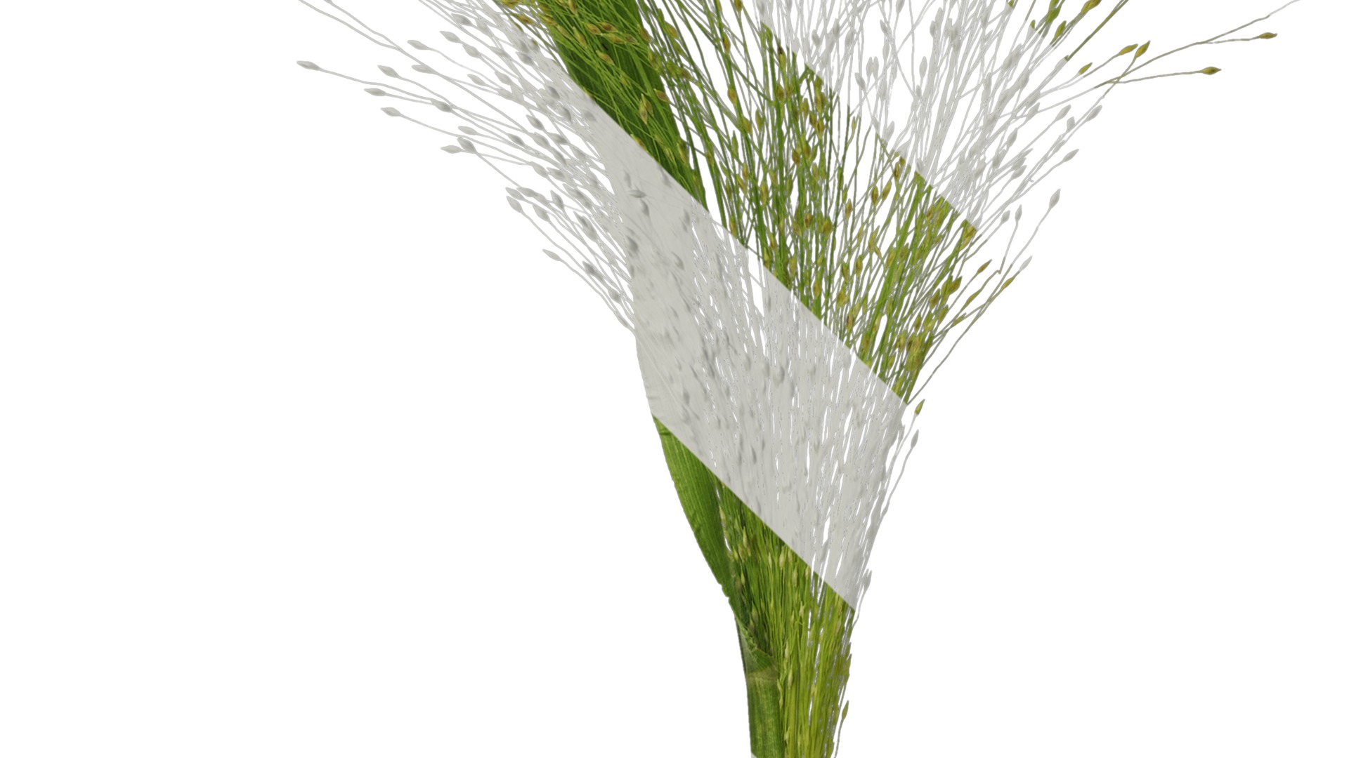 Anydrafts Fountain grass Atlas 03 Texture_5