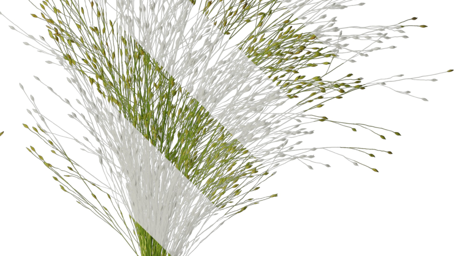 Anydrafts Fountain grass Atlas 03 Texture_4