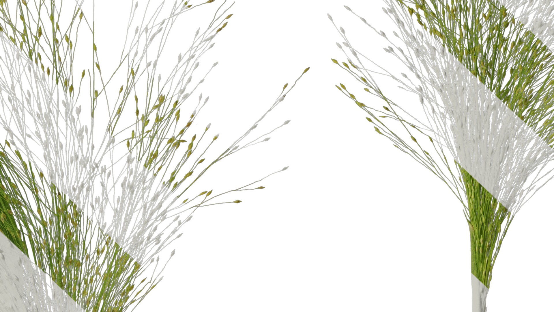 Anydrafts Fountain grass Atlas 03 Texture_7