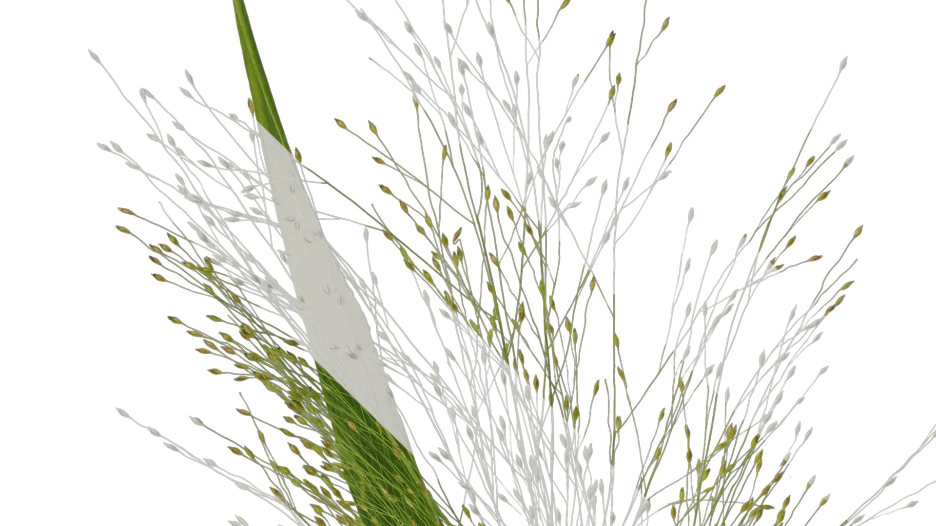 Anydrafts Fountain grass Atlas 03 Texture_3