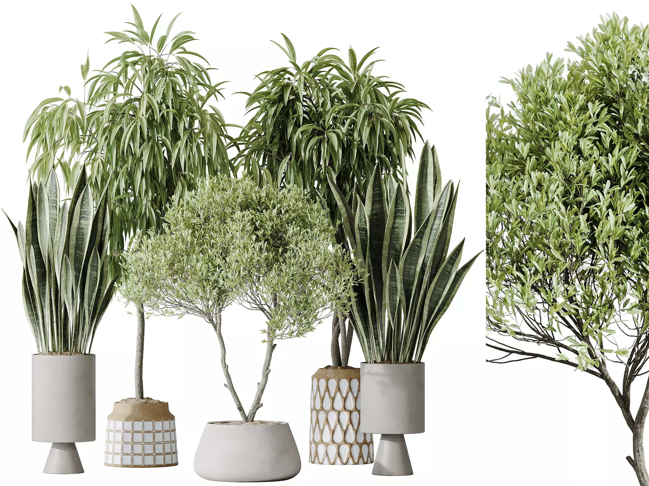 AV Indoor plants set 174 Ficus and Olive and Sansevieria 3D model