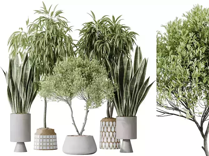 AV Indoor plants set 174 Ficus and Olive and Sansevieria