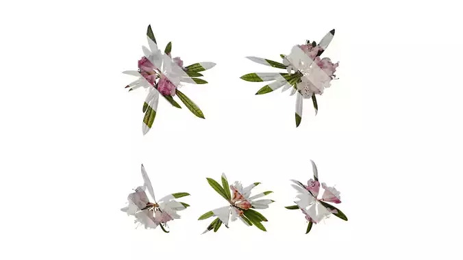 Anydrafts Rhododendron lapponicum Atlas 11