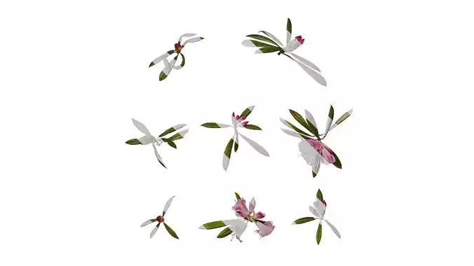 Anydrafts Rhododendron lapponicum Atlas 12