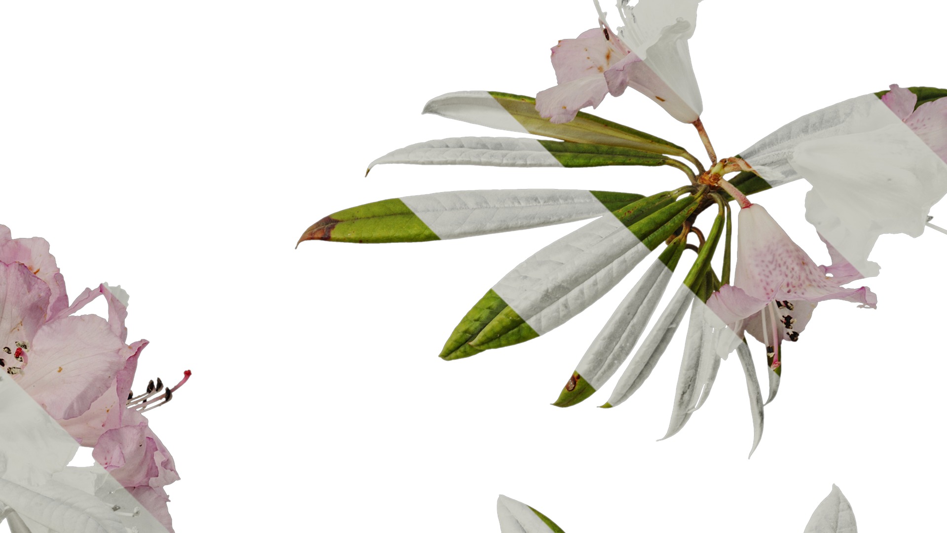 Anydrafts Rhododendron lapponicum Atlas 13 Texture_4