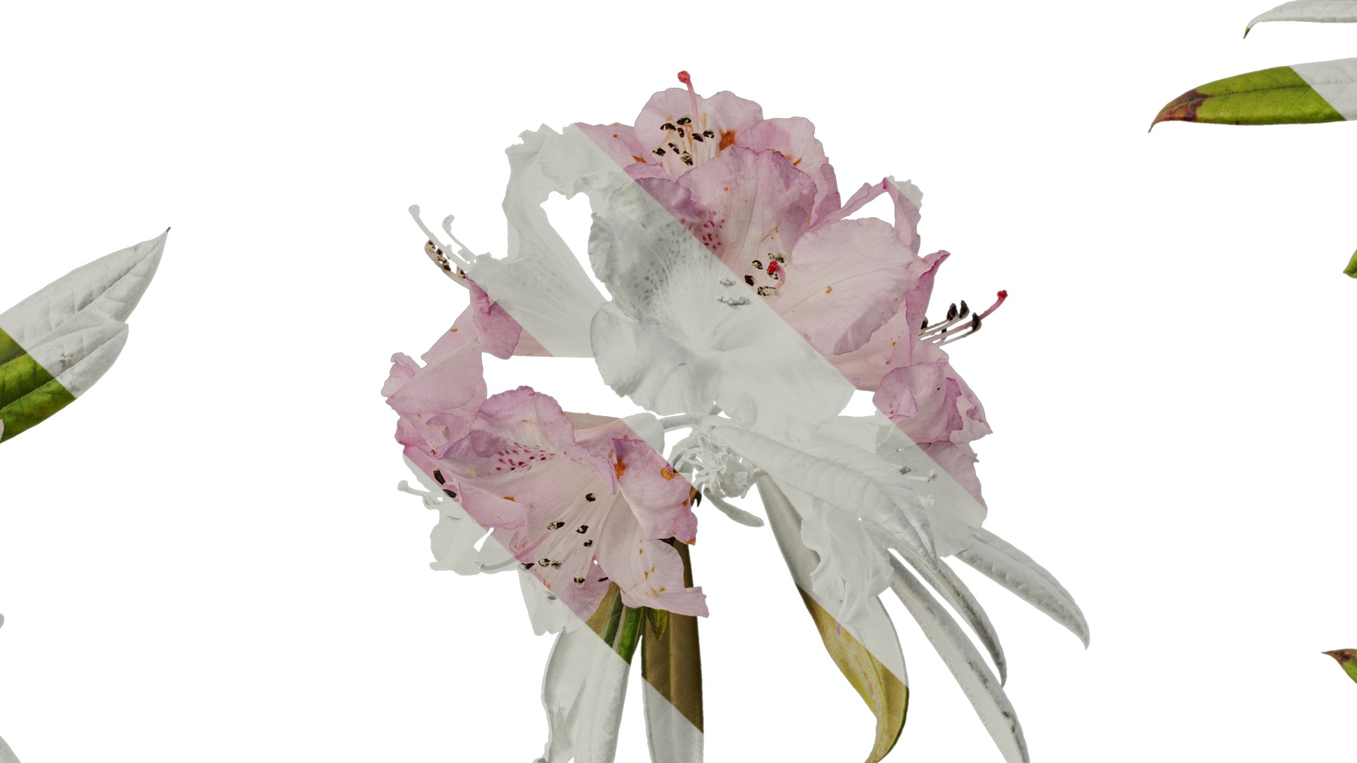 Anydrafts Rhododendron lapponicum Atlas 13 Texture_7