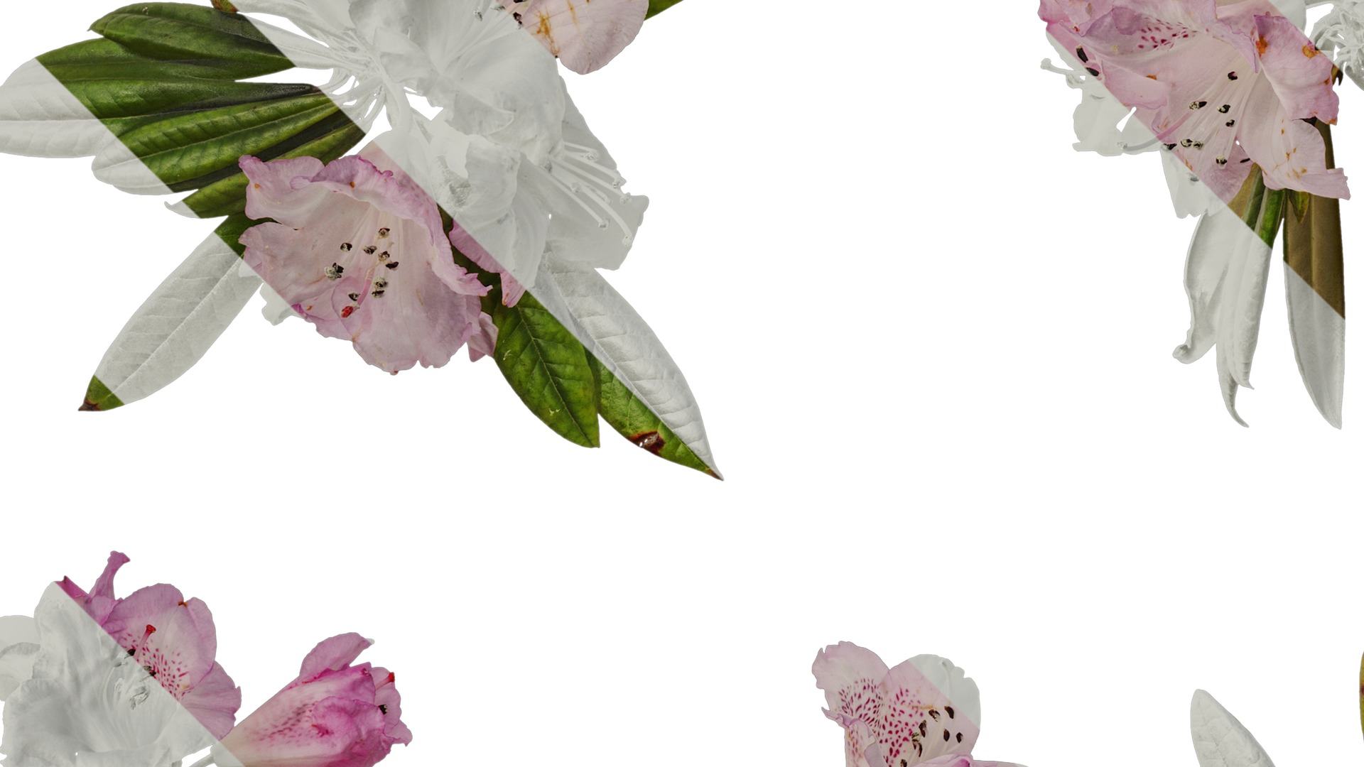 Anydrafts Rhododendron lapponicum Atlas 13 Texture_5