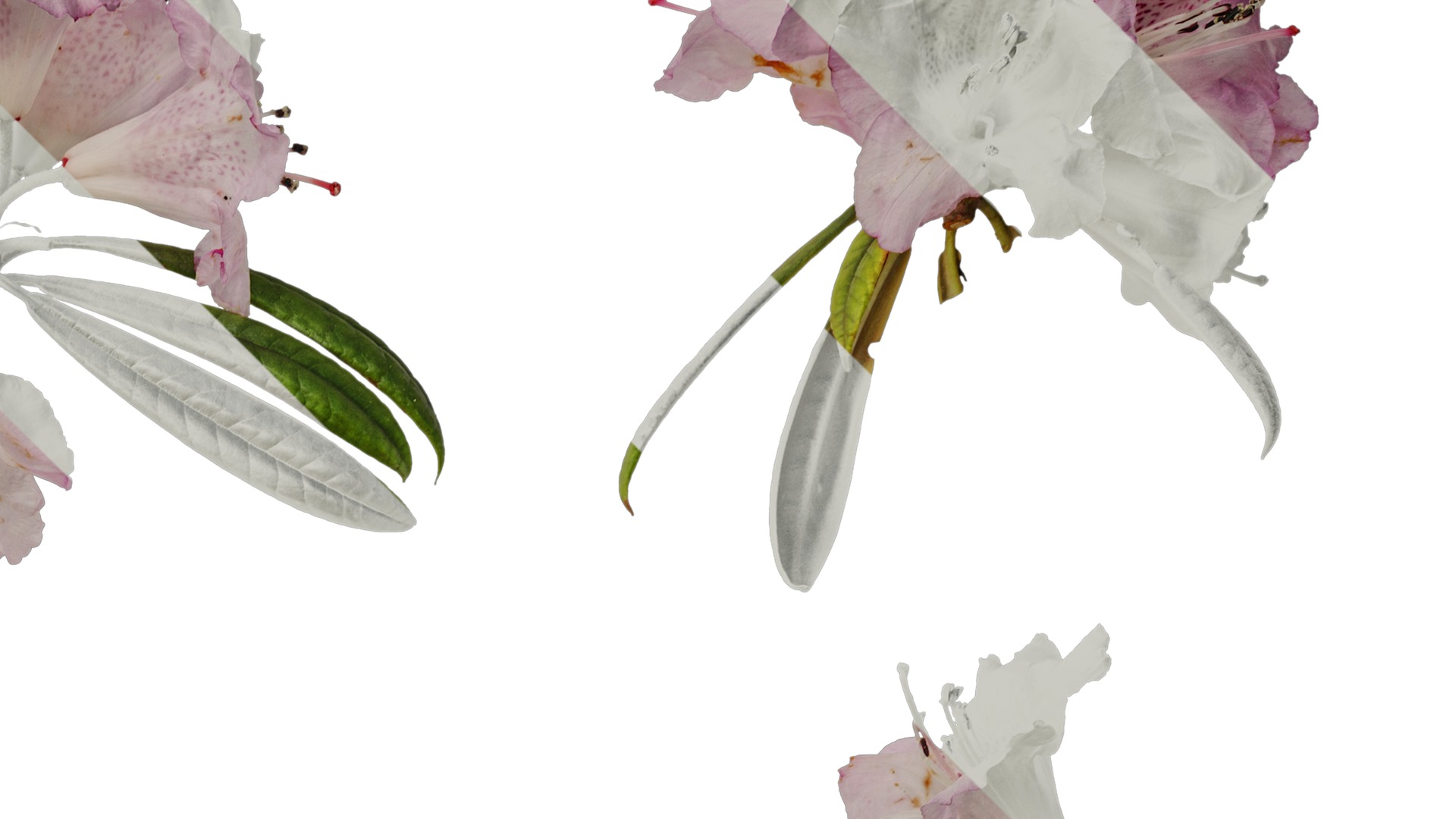 Anydrafts Rhododendron lapponicum Atlas 13 Texture_2