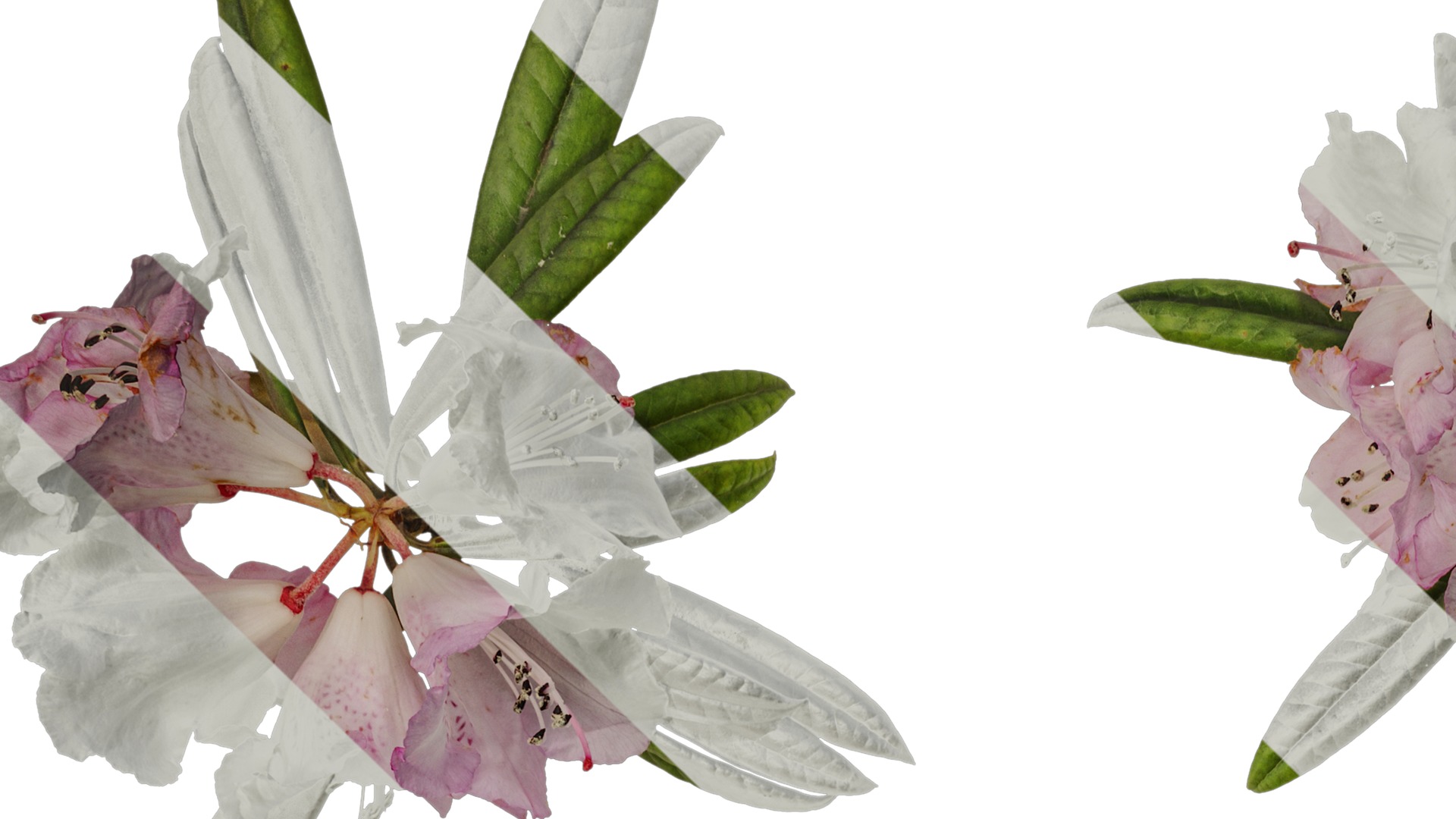 Anydrafts Rhododendron lapponicum Atlas 13 Texture_1