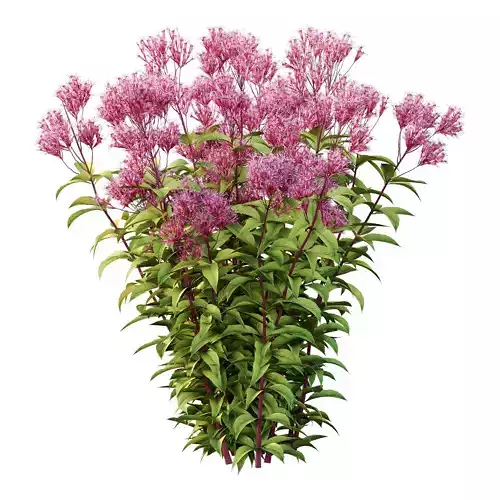 Eupatorium Purpureum Plant 01