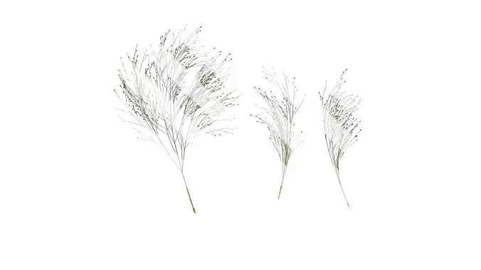 Anydrafts Fountain grass Flower 01