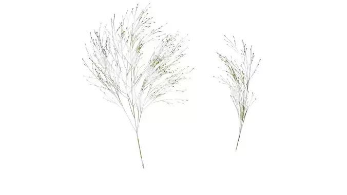 Anydrafts Fountain grass Flower 02