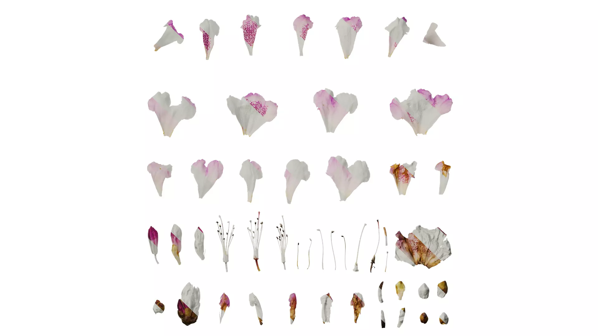 Anydrafts Rhododendron lapponicum Flower 01 Texture_0