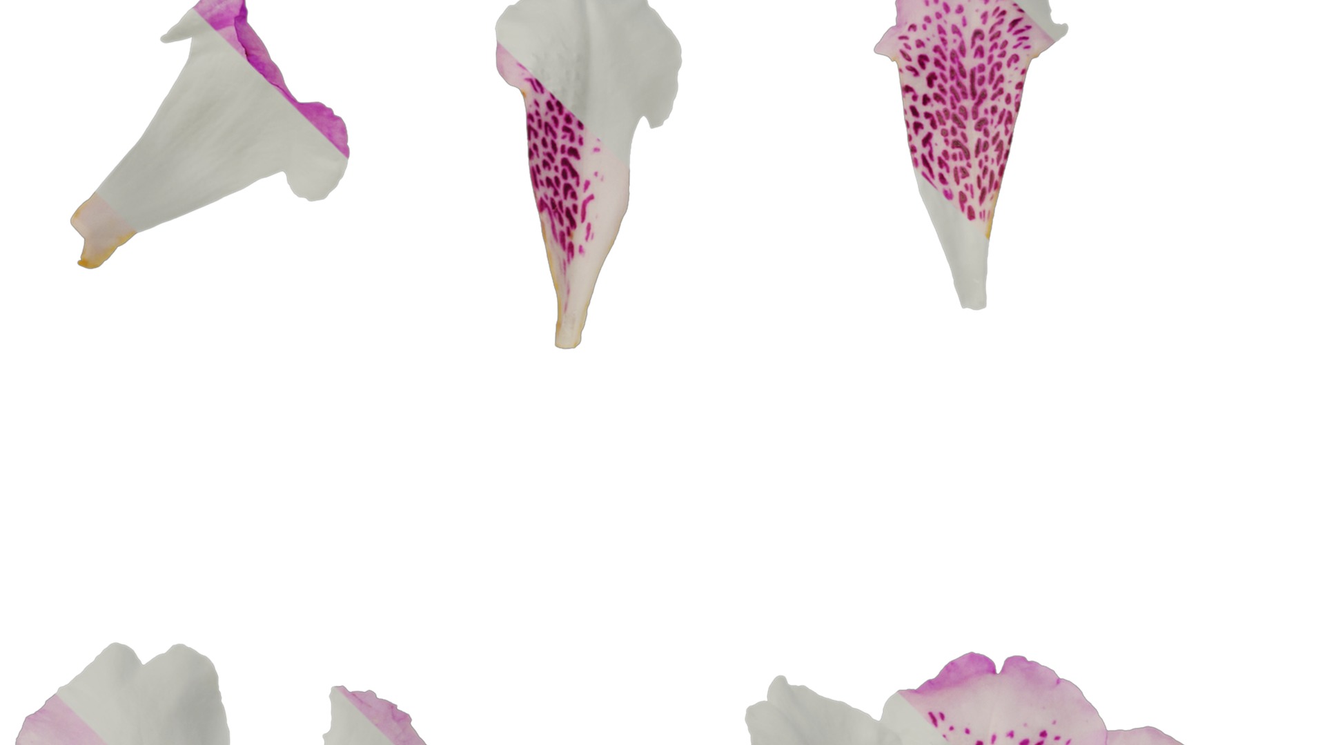 Anydrafts Rhododendron lapponicum Flower 01 Texture_1