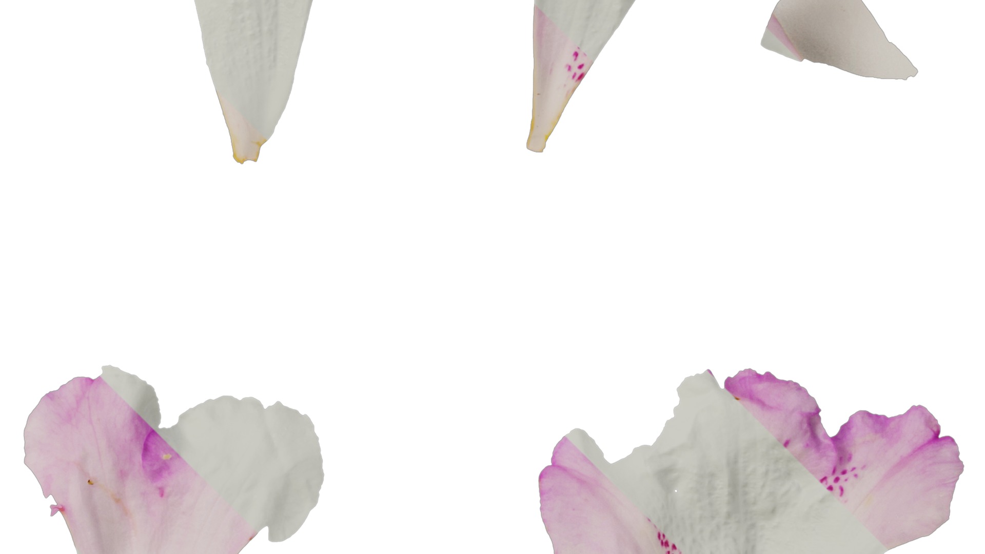 Anydrafts Rhododendron lapponicum Flower 01 Texture_2