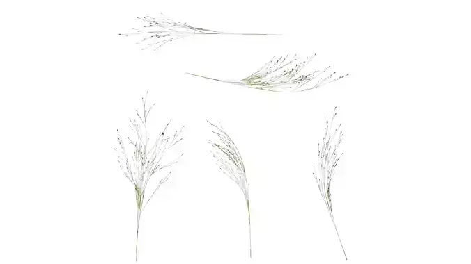 Anydrafts Fountain grass Flower 03