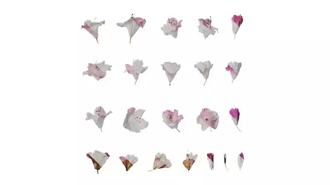 Anydrafts Rhododendron lapponicum Flower 02