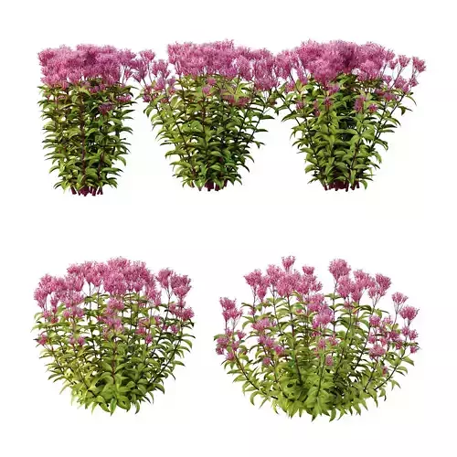 Eupatorium Purpureum Plant 02