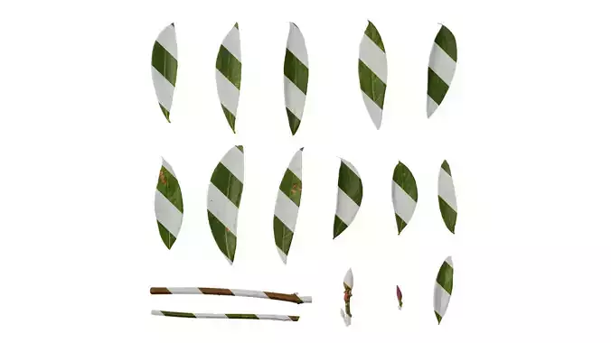 Anydrafts Rhododendron lapponicum Leaf 02 F