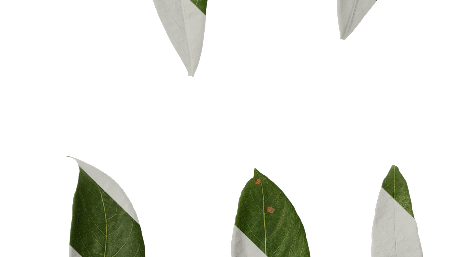 Anydrafts Rhododendron lapponicum Leaf 02 F Texture_4