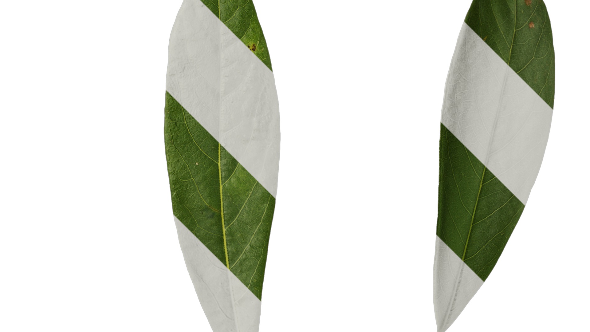 Anydrafts Rhododendron lapponicum Leaf 02 F Texture_2